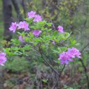 용추계곡(내)4 이미지