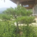 검바우농장 Daum카페
