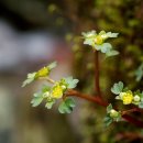 숲속개울가 이미지