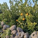 사우스사계 이미지