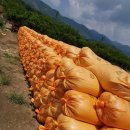 함양톱밥 이미지