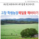 고창 보리나라 학원농장 청보리밭 10월 메밀꽃 해바라기