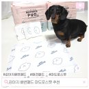 패드야 | 강아지 배변패드 추천 마도로스펫 데일리패드 후기
