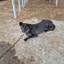 남원축협 동물병원 이미지