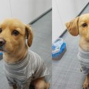 댕댕이라이프 이미지