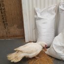 치명농장 이미지