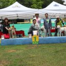 산호애견 이미지