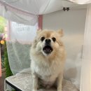 미래펫미용 네이버블로그