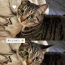 강아지 고양이 케이프 내돈내산 후기｜착용감·사이즈·귀여움까지 솔직 리뷰