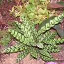 칼라데아 인시그니스(Calathea insignis) 이미지