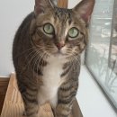 스테이야옹 고양이 호텔 이미지