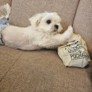 펫케아 | 말티즈 크림이의 양주 옥정신도시 실내 애견카페 펫케아 체험 후기