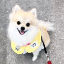 나나리펫하우스 이미지