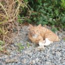 청도편백숲하우스 | 대구 인근 펜션 청도 독채펜션 청도 편백숲하우스 숙박후기