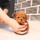 다온 입양센터 수원점 강아지분양 고양이분양 | 성남강아지분양 우리집 새 가족 만나게 해준 곳 진솔한 후기