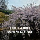 우리들빨래터 | [대구 3월] 앞산빨래터공원 수양 벚꽃 &amp; 앞산공원 근처 낙동강 승전기념관 목련