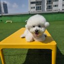 수영로유치원 | 달봉이 유치원 3년차,부산 광안 멍치원 솔직 담백후기