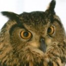 부엉이PC 이미지