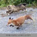 동개과