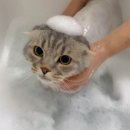 서초 강남고양이미용 맞춤 미용과 프리미엄 힐링스파 전문 고양이미용실 블랙스완 방문 후기