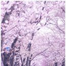 연지공원(수변데크남단) | 여의도 벚꽃 명소 5곳, 인파 피해서 인생샷 건지는 숨은 코스