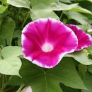 소리나팔꽃 이미지