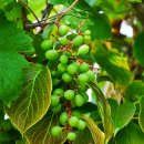 머루와 다래 이미지