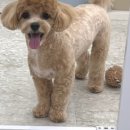 꾸미독 동탄애견미용 이미지