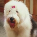 반려동물 애견 미용 이미지