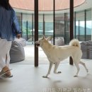 빌라누트 이미지