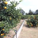 덕수농장 이미지