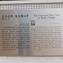마이산 탑사 벚꽃산행 2부 - 은수사~ 천왕문~ 탑영재 이미지