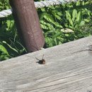 사문진대로 3 | [달서구 러닝코스]진천천에서 사문진주막촌까지 트래킹후기