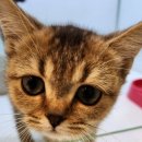 압구정동물의료센터 이미지