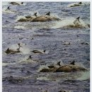 장생포고래박물관 이미지