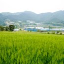 죽장면 참느리 이미지