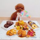 베이컹리 | 강아지 생일파티 생일상 준비, 아이디어스 하나로 끝! (feat. 추천인코드)