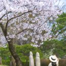 봄나들이 미술관투어 | 용인 벚꽃 명소, 용인 호암미술관 경기도 주말나들이 경기도 피크닉 장소