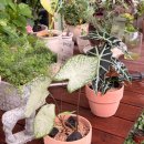 숲결 3,4 | 충북 보은 원예체험 추천 식물원 꽃 나무 가드닝 숲결