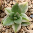 골든버터플라이 이미지