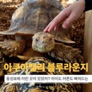 이구아나 | 동성로에 이런 곳이 있었어? 아이도 어른도 빠져든 동성로 파충류체험 솔직 후기