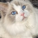 엘름트리 캐터리 이미지