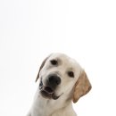 하트펫동물병원 이미지