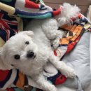 봉봉펫스낵타임 이미지