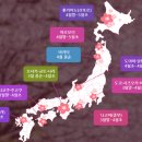 일본 벚꽃 시기 & 알펜루트 설벽 여행 이미지