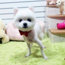꽁이몰 네이버블로그