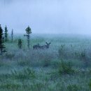 바보기계 이미지