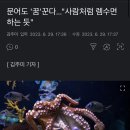 문어도 '꿈'꾼다..."사람처럼 렘수면 하는 듯" 이미지