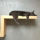 아람 동물병원 | 영등포구 신길동 동물병원 아람동물병원 진료시간 접근성 이용후기
