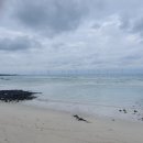 브로콜리삼춘 이미지